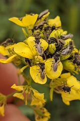 Panurginus albopilosus