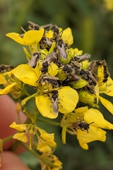 Panurginus albopilosus