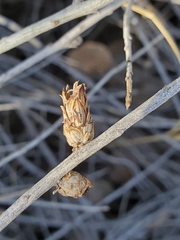 Rhopalomyia ericameriae