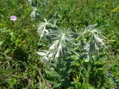Lithospermum bejariense