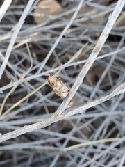 Rhopalomyia ericameriae