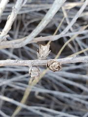 Rhopalomyia ericameriae