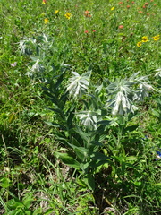 Lithospermum bejariense