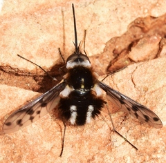 Triplasius polius