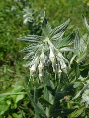 Lithospermum bejariense