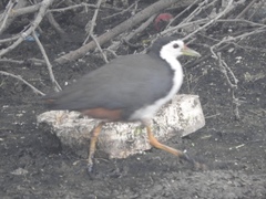 Amaurornis phoenicurus