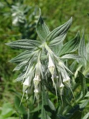Lithospermum bejariense