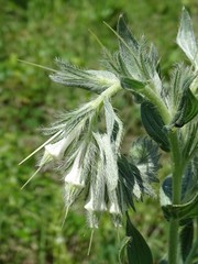 Lithospermum bejariense