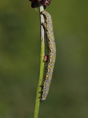 Lycia alpina