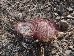 Sclerocactus polyancistrus