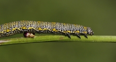 Lycia alpina