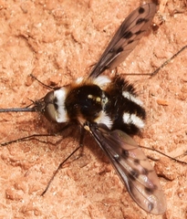 Triplasius polius