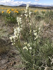 Astragalus reventiformis