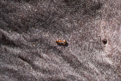 Temnothorax caguatan