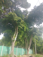 Chrysophyllum cainito