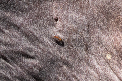 Temnothorax caguatan