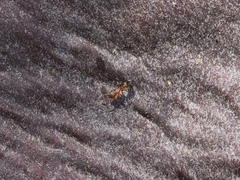 Temnothorax caguatan