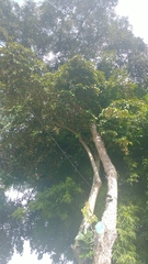 Chrysophyllum cainito