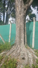 Chrysophyllum cainito