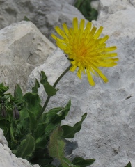 Hieracium villosum