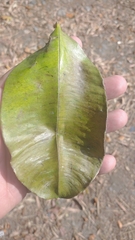 Chrysophyllum cainito