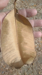 Chrysophyllum cainito