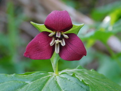 Trillium sulcatum