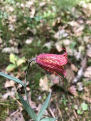 Fritillaria gentneri