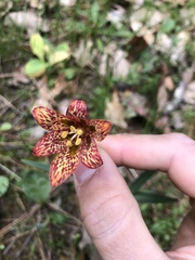 Fritillaria gentneri