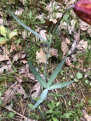 Fritillaria gentneri