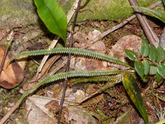 Moranopteris