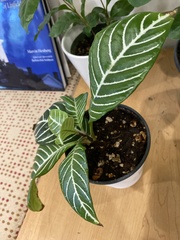 Aphelandra squarrosa