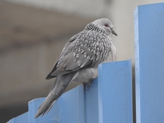 Streptopelia chinensis