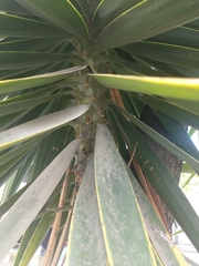 Yucca