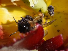 Andrena bicolor