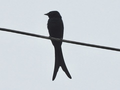 Dicrurus macrocercus