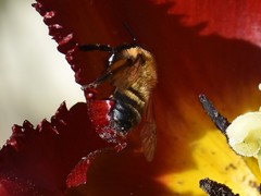 Andrena bicolor