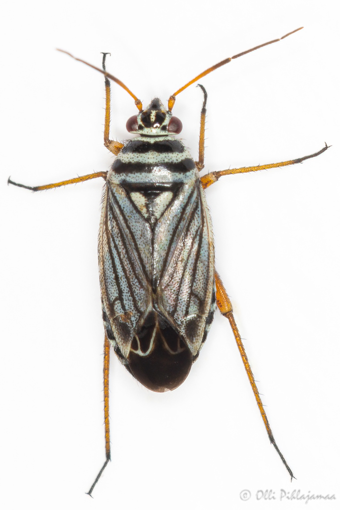 Opisthotaenia