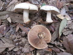 Cortinarius albidus