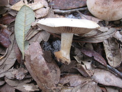Cortinarius albidus