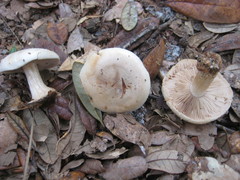 Cortinarius albidus