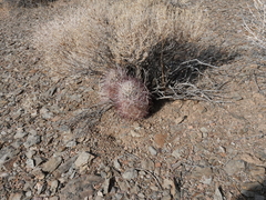 Sclerocactus polyancistrus