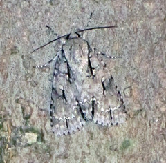 Acronicta laetifica