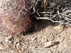 Sclerocactus polyancistrus