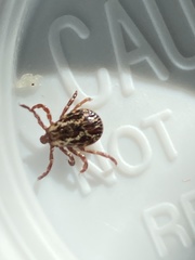 Dermacentor variabilis