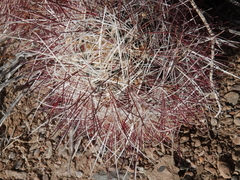 Sclerocactus polyancistrus