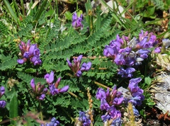 Oxytropis neglecta