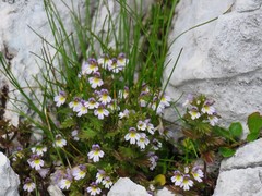 Euphrasia pulchella