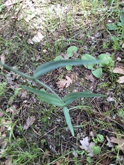 Fritillaria gentneri