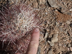 Sclerocactus polyancistrus
